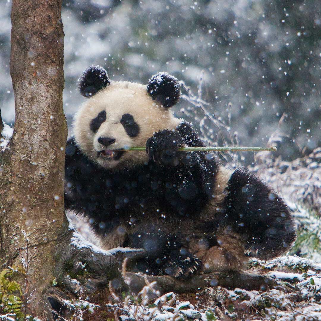 Panda迷's images