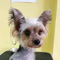 petzbuddy