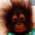 RattyPatty3