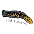 Bai_Aquatic