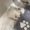 Catmaster00-avatar
