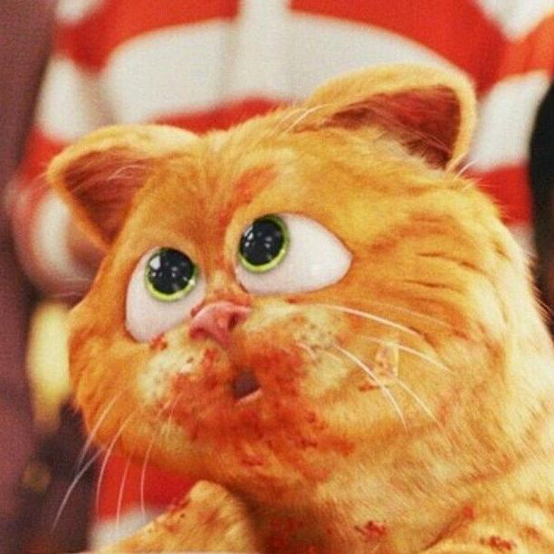รูปภาพของ แมวส้มจี๊ด