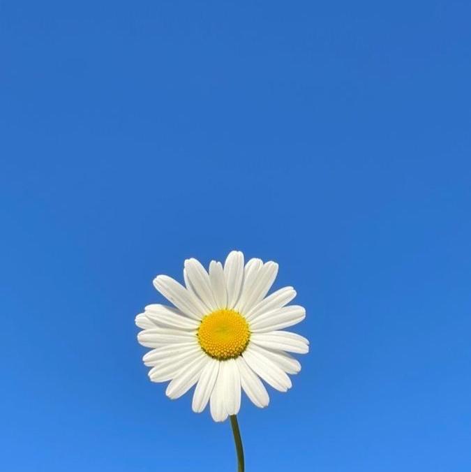 รูปภาพของ Sun Flowers