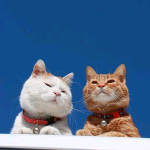 Meow[LDR]-avatar