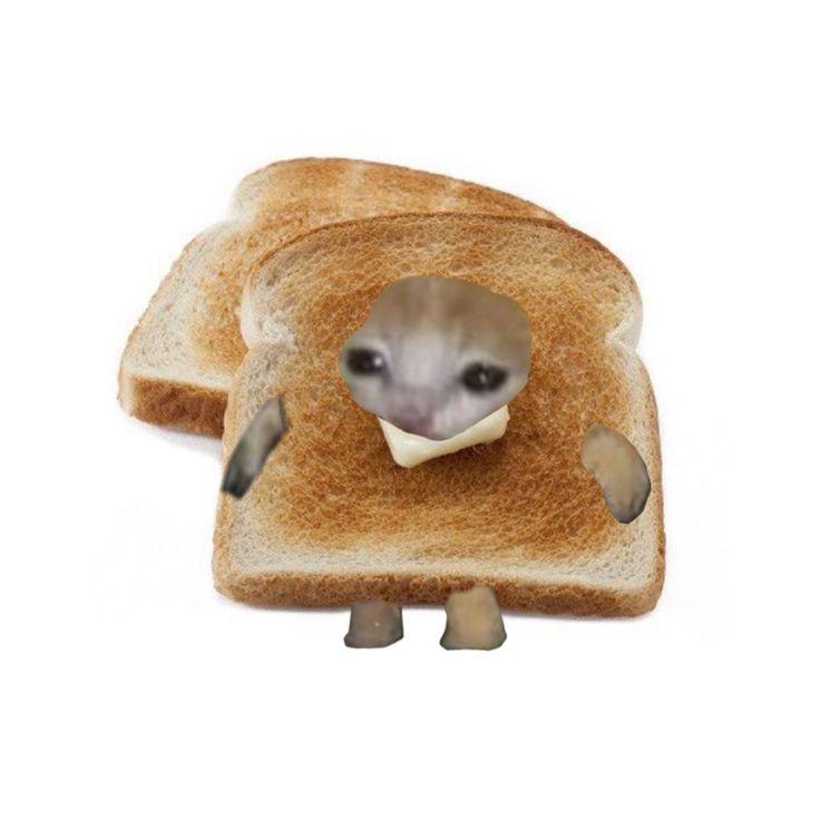 bread cat's images