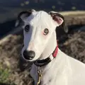 Arthur the Greyhound Puppy