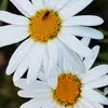 Amatordoga