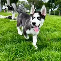 Apollo The Husky