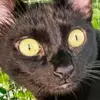 coolieo-avatar