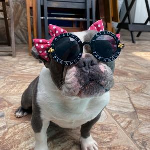Gamora Bulldog -avatar