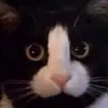 eufony