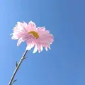 Bunga kasih [RACA]