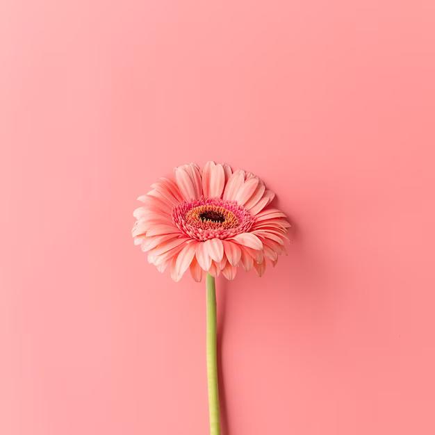 Gambar Pink daisy