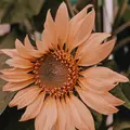 StoryWhyyooni