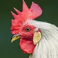 田中鶏