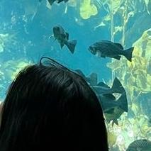 Gambar Butterfly 🦋