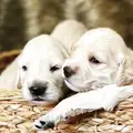 Robyns Nest Mini Goldens
