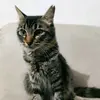 catcalling[FN]🐱-avatar