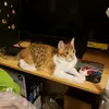 I hate dipsters-avatar