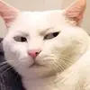 MemeMaestroOne-avatar