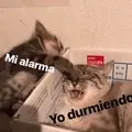 aguacate_uwu