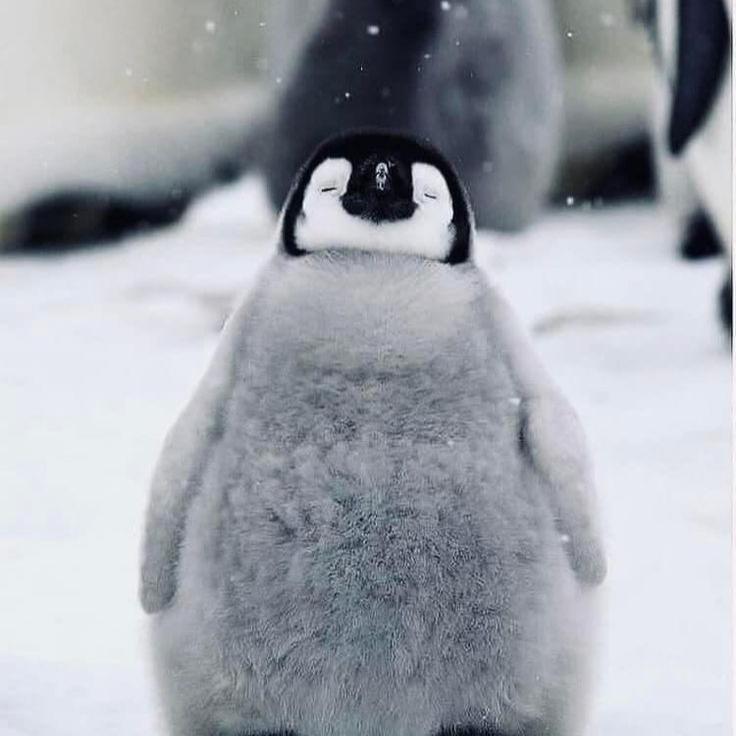 Hình ảnh của penguinnnn