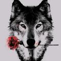 wolf fy