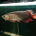 satria arowana