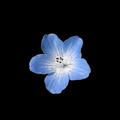 [LE] Blue Flower519