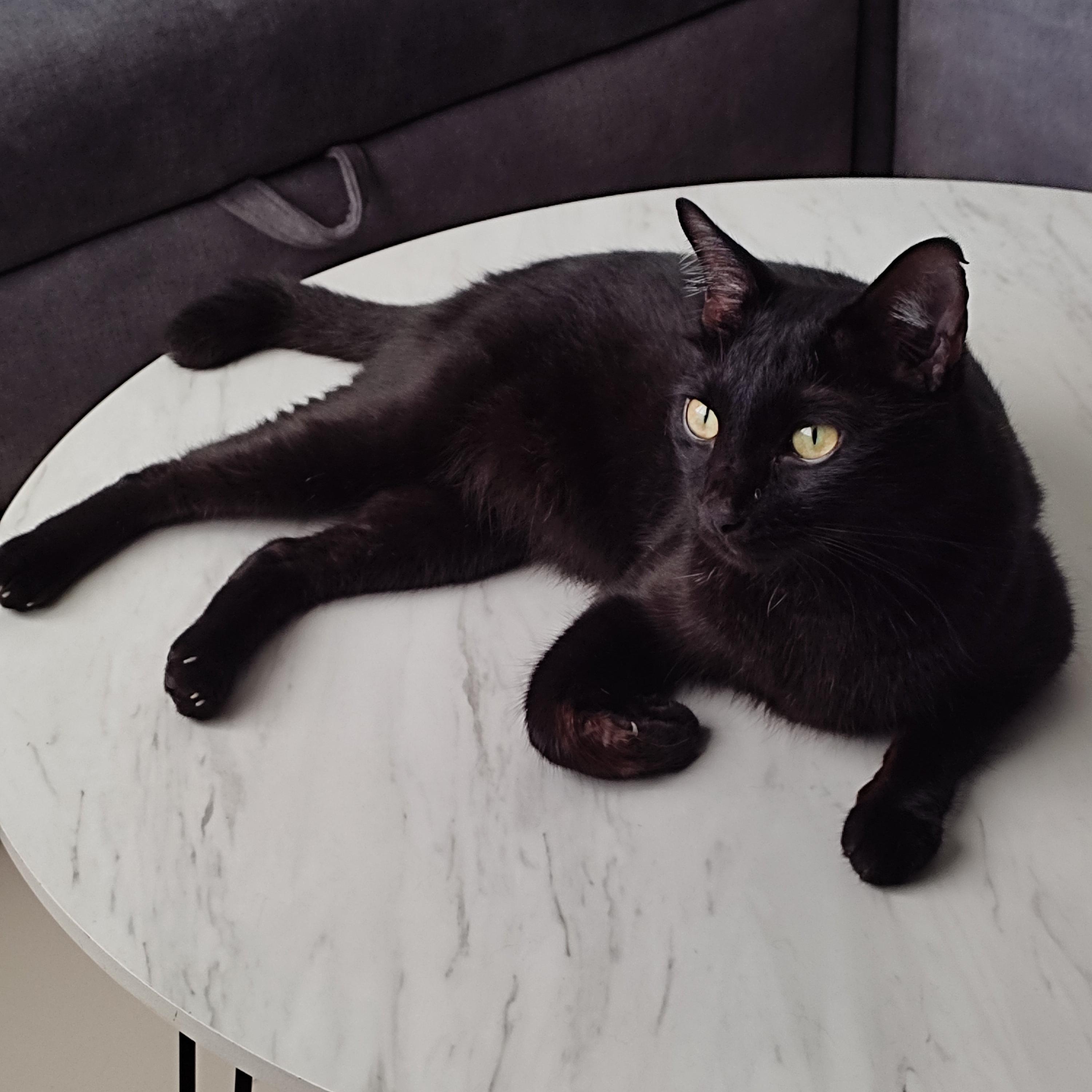 รูปภาพของ black cat