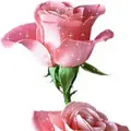 Usha 