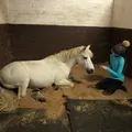 grey.piebald.equines