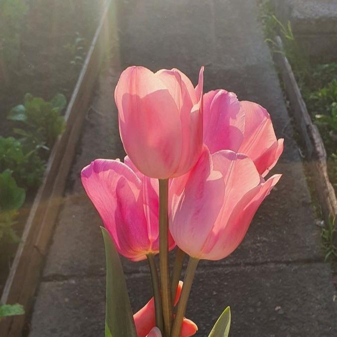 Gambar tulip
